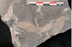 Foto (Detailansicht) von Daphnogene primigenia Ettingshausen (NHMW-GEO-2024-0188-10597)